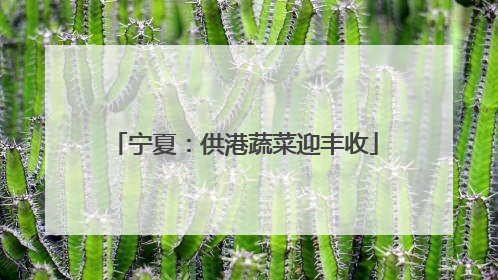宁夏：供港蔬菜迎丰收